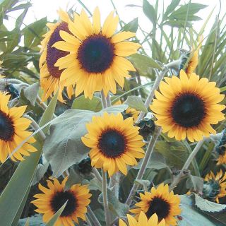 Junior Sunflower Thumbnail